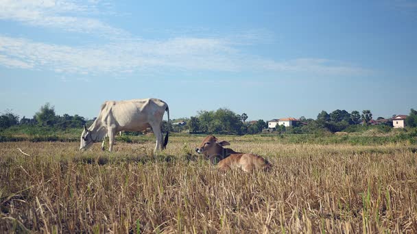 Vache blanche broutant dans un champ à côté d'un veau brun couché sur le sol 