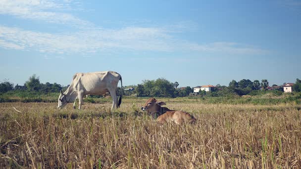 Vaca blanca pastando en un campo junto a un ternero marrón acostado en el suelo — Vídeos de Stock