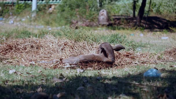 Bebé búfalo acostado en el heno en un campo como el viento soplando — Vídeo de stock