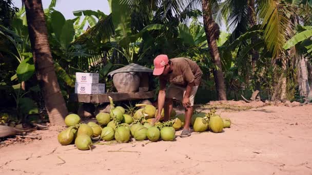 Kokosnussverkäufer zählt grüne Kokosnüsse, die von Bäumen heruntergeholt werden — Stockvideo