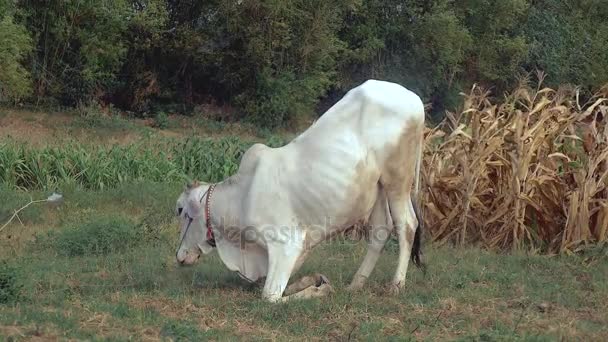 Side view of a white cow kneeling down for grazing in a field — Stock Video