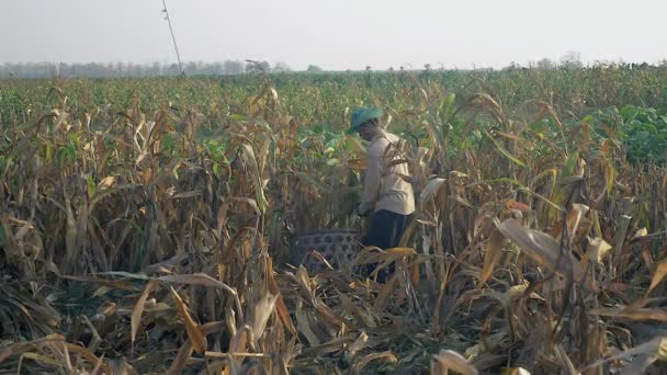 Agriculteur cueillant le maïs à la main et le jetant dans un panier en bambou — Video