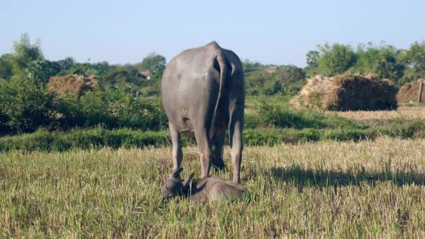 Water buffalo tied up with ripe grazing in a field and buffalo calf lying down next to it — Stock Video