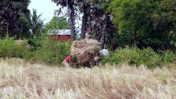 Farmer riding an oxcart carrying rice straws outside of a field — Stock Video