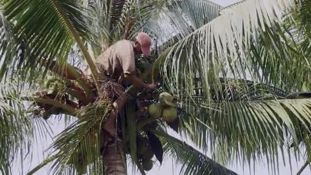 Kokosnoot verkoper op de top van een palmboom terugdringen van een bos van kokosnoten gebonden met een touw — Stockvideo