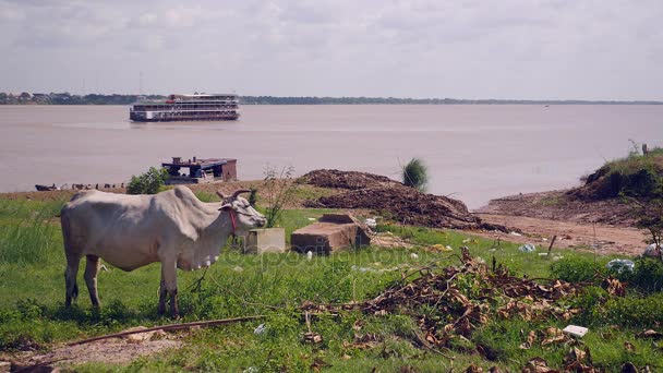 Weiße Kuh weidet neben dem Flussufer; im Hintergrund ein Kreuzfahrtschiff auf dem Mekong — Stockvideo