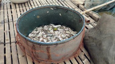 Küçük balıklar taze bir metal leğen koymak (yakın )