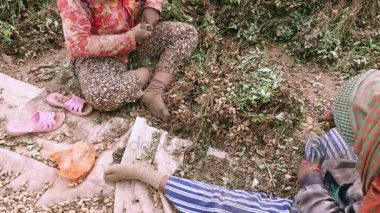 çiftçiler bir alanda oturan ve hasat bitkilerden fıstık çekerek