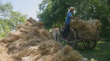Öküz arabası dışarı pirinç çubuk demetleri atma ve yere tepeleme çiftçi
