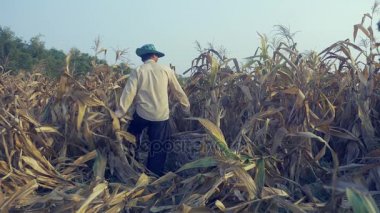 Mısır el ile seçmek ve taşımak için bir bambu sepet kullanarak çiftçi