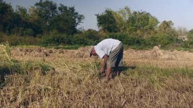 Yaşlı çiftçi bir orak kullanarak pirinç bitkileri hasat