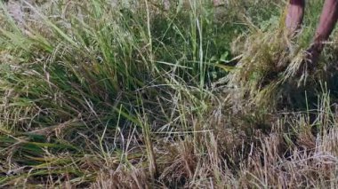 Yaşlı çiftçi bir orak kullanarak pirinç bitkileri hasat