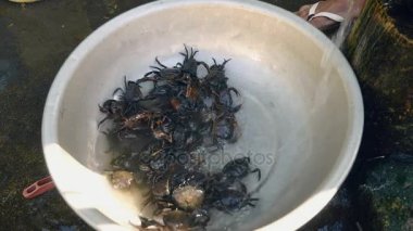 Çamur yakın çekim çelik havzasında temiz su ile yıkandıktan kasık biti