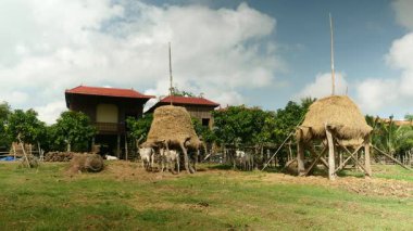  ineklerden altında ayakta haystacks ahşap Uzunbacak evleriyle tipik bir Güneydoğu Asya köyde Uzunbacak