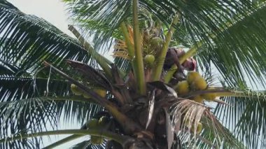 Hindistan cevizi satıcı hindistancevizi bir grup getiren bir palmiye ağacının üstündeki bir iple bağladı