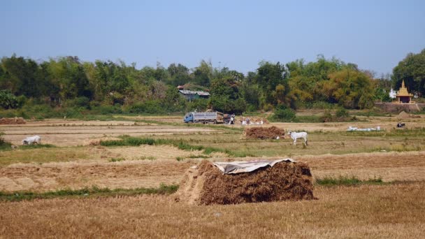 Рассеянные стоги сена и белые коровы на полях . — стоковое видео