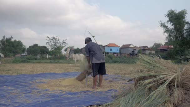 Farmer beating rice straws by hand on a slotted wooden platform to separate the grain from the panicle before taking it back to the farmhouse — Stock Video