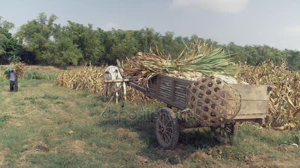 Agricultor carregando talos de milho sobre culturas de milho em carrinho de madeira na borda do campo — Vídeo de Stock