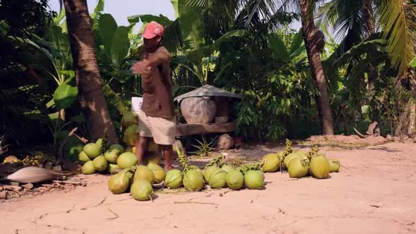 코코넛 판매자 퍼 팅 함께 코코넛의 움 큼 — 비디오