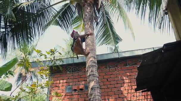 Hindistancevizi almak için Hindistan cevizi satıcı bir palmiye ağacı tırmanma — Stok video