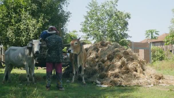 Фермер выбрасывает пачки рисовых соломинок из тележки с быками и сваливает их на землю. — стоковое видео