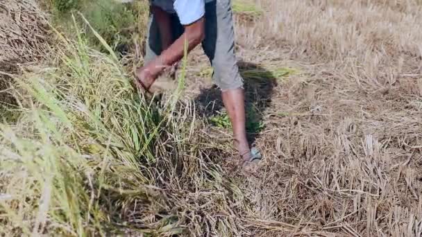 Oude boer oogsten van rijst met behulp van een sikkel — Stockvideo