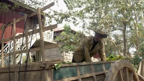그의 나무 장바구니에서 농부가 자신의 나무로 장바구니에 서 서 고 수확된 담배 잎 — 비디오