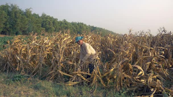 Farmer picking corn by hand and using a bamboo basket to carry it — Stock Video