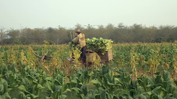 Agricultor que tira folhas de tabaco colhidas de um cesto de bambu e as coloca num carrinho de madeira num campo de tabaco — Vídeo de Stock