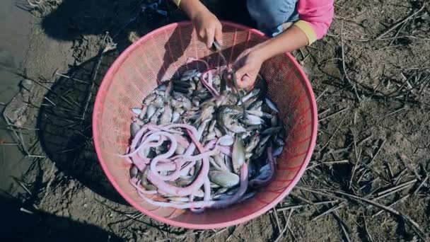 Oberansicht einer Frau, die Wasserschlangen in Plastikbecken mit Fischen häutt — Stockvideo