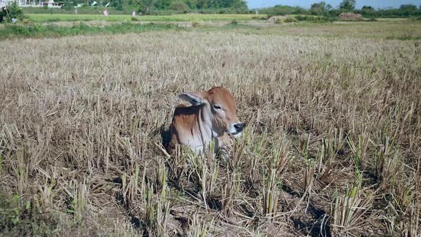 Becerro marrón acostado en un campo de arroz seco — Vídeos de Stock