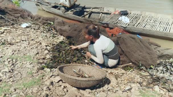 Vrouw sorteren van vis vangsten uit van waterplanten in een visnet en het houden in een mandje van bamboe — Stockvideo