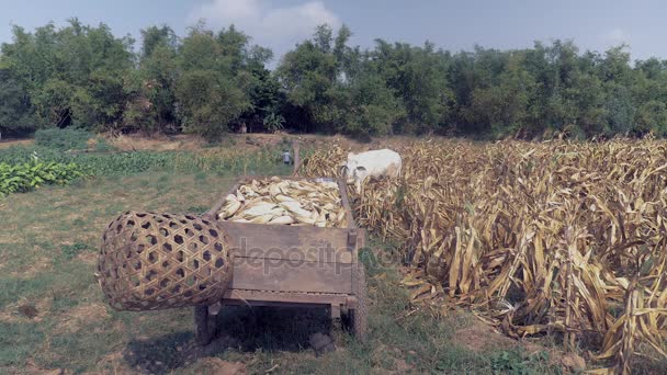 Дерев'яний візок, перевантажений зібраними кукурудзою та білими коровами, які пасуться на краю кукурудзяного поля — стокове відео