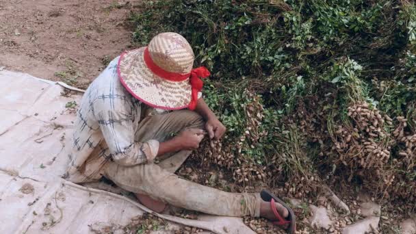 Agricultor sentado en un campo y arrancando cacahuetes de las plantas cosechadas — Vídeo de stock