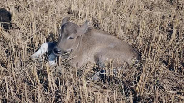 Close up of a buffalo calf sleeping in a hayfield — Stock Video