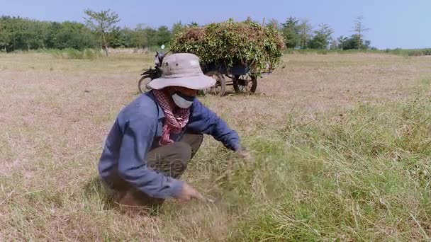 Agricoltore utilizzando una falce per il taglio dell'erba (primo piano ) — Video Stock