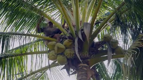 Vendedor de coco en la parte superior de una palmera derribando un montón de cocos atados con una cuerda — Vídeo de stock