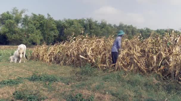 Rolnik, zbieranie kukurydzy ręcznie i rzucając go w bambusowym koszyku: biały krowa po stronie — Wideo stockowe