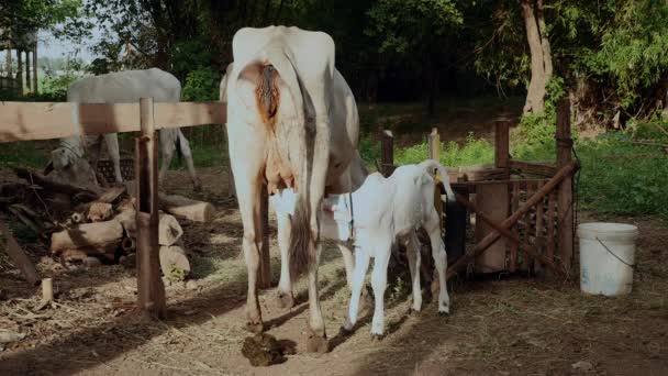 Magere weiße Kuh steht auf dem Hof mit ihrem Kalb, das Milch aus Zitzen saugt — Stockvideo