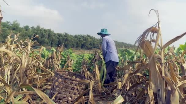 Boer met de hand plukken van maïs en gooien het in een mandje van bamboe — Stockvideo