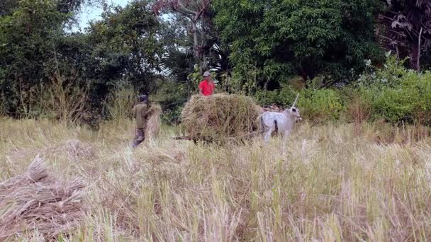 Agricultores cargando paja de arroz en un carro de bueyes en un campo de heno — Vídeos de Stock
