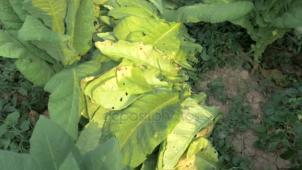 Agricultor apilando hojas de tabaco cosechado en el suelo en el campo de tabaco — Vídeos de Stock