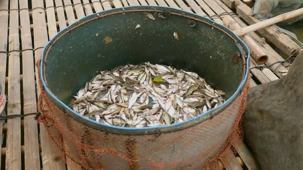 Pequenos peixes capturados recentemente colocados dentro de uma bacia metálica (close-up  ) — Vídeo de Stock