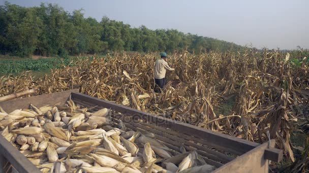 Farmář sklízí kukuřice v poli s dřevěný vozík plný rostlin kukuřice v popředí — Stock video