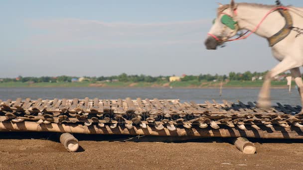 Primo piano su carrelli a cavallo che trasportano mattoni attraverso il ponte di bambù / pavimentazione posta sulla sabbia lungo la riva del fiume — Video Stock