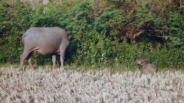 Waterbuffel vastgebonden met rijpe grazen in een veld en buffalo kalf liggen ernaast — Stockvideo