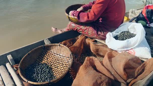 Vue arrière d'une femme triant les palourdes conservées dans un panier en bambou — Video