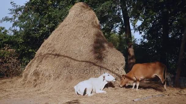 Bruine koe eten hooi en witte koe liggen aan de voet van een hoog hooiberg — Stockvideo