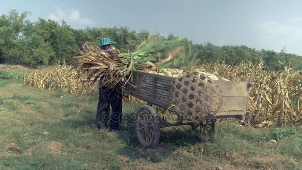 Αγρότης φόρτωση τους μίσχους καλαμποκιού πάνω από καλαμπόκι καλλιέργειες πάνω στο ξύλινο καλάθι στην άκρη του πεδίου (κοντινό πλάνο ) — Αρχείο Βίντεο