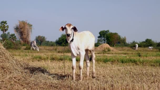 Крупним планом молода корова, що стоїть на сінокосі. Білі корови пасуться на задньому плані — стокове відео